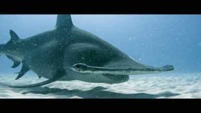 Sharks will survive
just fine without us, - Envoy: Shark Cull