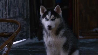 Shasta we took a vote and decided to help you start a dogsled team - Snow Buddies