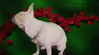 She has a heart as big as this one. - Beverly Hills Chihuahua 2
