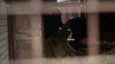 'She had a potentially fatal
liver condition - Britain's Tiger Kings - On the Trail with Ross Kemp