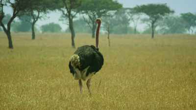 She also gets someone
to support and protect her. - Serengeti