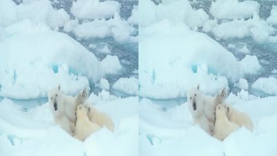She was always on alert - To the Arctic