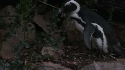 She arrives home to a big surprise. - Penguin Town