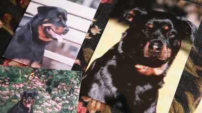 She had been bleeding
out of her chest, - Pet Fooled