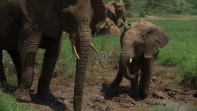 She brings them to a mud wallow. - Chasing the Rains