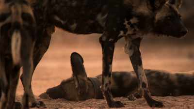 She has broken a leg
stumbling into an elephant's footprint. - Dynasties