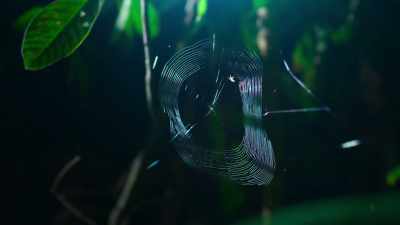 She builds a special web
designed to trap prey. - The Secret Lives of Animals