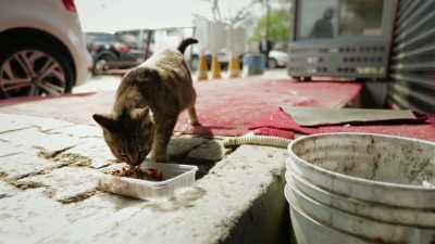 She came here as a kitten… and never left. - Kedi