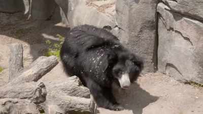 She came to us from a
facility in europe as a - Secrets of the Zoo