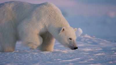 She can detect a seal's lair
beneath two metres - Frozen Planet II