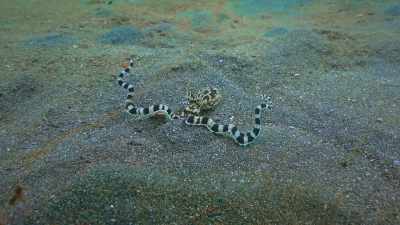 She can even
impersonate a sea snake. - The Secret Lives of Animals