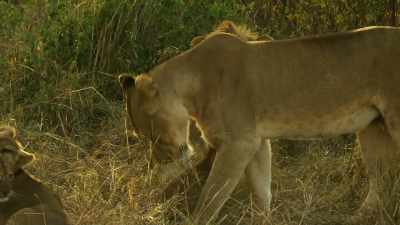 She can reassure her cub, - Serengeti