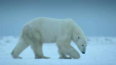 She can even sniff out
a seal under the ice. - Super/Natural