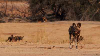 She can tell from this smell
which direction Tait took. - Dynasties