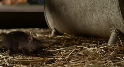 She can't go home with us - Charlotte's Web