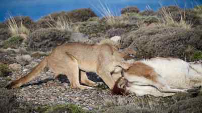 She can't leave the carcass, - Predators