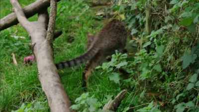 SHE CHUCKLES - Britain's Tiger Kings - On the Trail with Ross Kemp