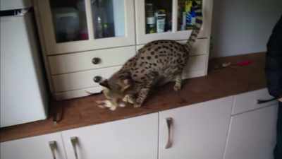 SHE CHUCKLES
So, that's a £10,000 cat. - Britain's Tiger Kings - On the Trail with Ross Kemp