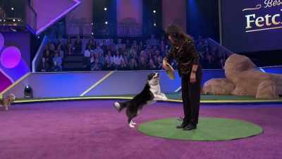 She competes in dock-diving, fetch, catch, - 2022 American Rescue Dog Show