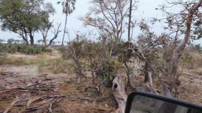 She could be under the car
and you wouldn't know. - In the Footsteps of Elephant