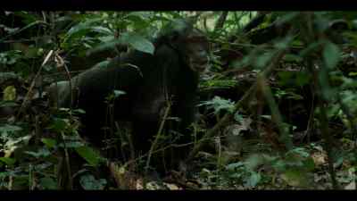 She could do a lot worse than Jackson's genes. - Chimp Empire