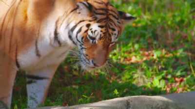 She could have gone out,
explored, - Secrets of the Zoo