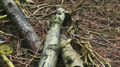 She was covered with branches. - Final Moments