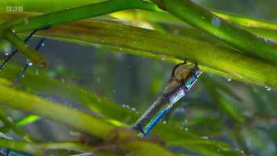 She cuts into the plant stems
with her sharp ovipositor - Wild Isles