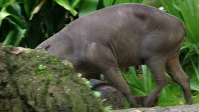 She is cycling now. She's in estrus. - Magic of Disney's Animal Kingdom