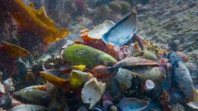 She disguises herself - Blue Planet II