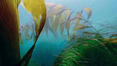 She does that by eating shellfish. - Blue Planet II