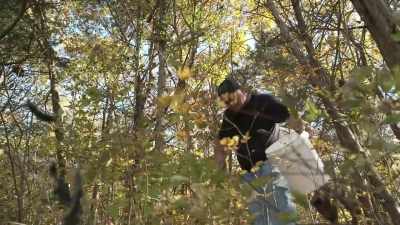 She drank the moonshine
to keep her pain away, - Moonshiners: Master Distiller