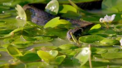 She drinks, pumping in water
using muscular contractions - Wales: Land of the Wild