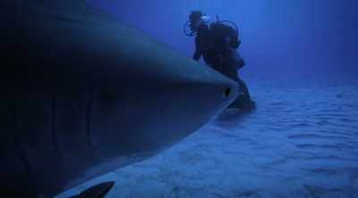 She dwarfs the other
sharks on the reef. - Shark Attack Files