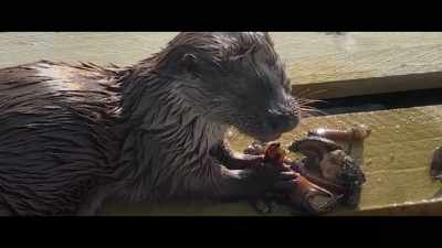 She was eating a crab, - Billy & Molly: An Otter Love Story