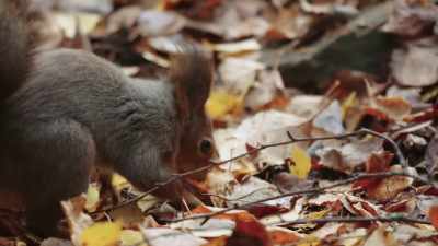 She eats some, but also stashes
as many as she can in secret locations. - Wild Nordic