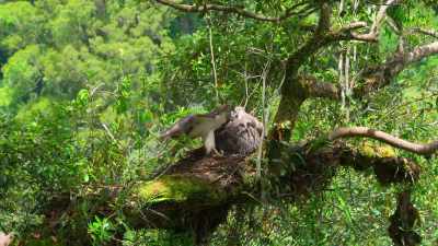 She expects regular food drops, - Our Planet