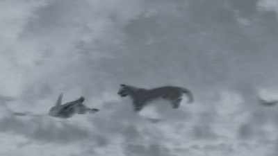 She falls back in a gesture
of submission. - Frozen Planet II