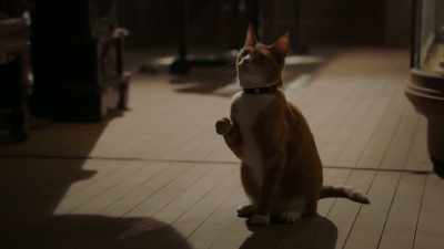 She feeds me.
Can't be away for too long. - Midnight, Texas