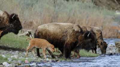 She finds herself on the banks - Yellowstone: One-Fifty