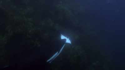''She flips the ray upside down,
which puts it to sleep.'' - Secrets of the Whales