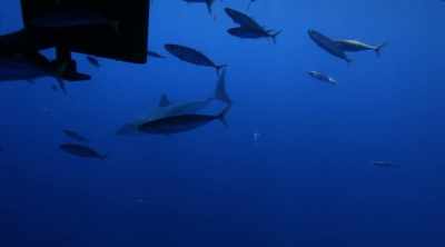 She follows the bait in - Shark Attack Files