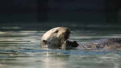 She forages for shellfish
and burrowing worms. - Our Great National Parks