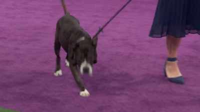 She is gorgeous, and she
has become a fan favorite. - 2022 American Rescue Dog Show