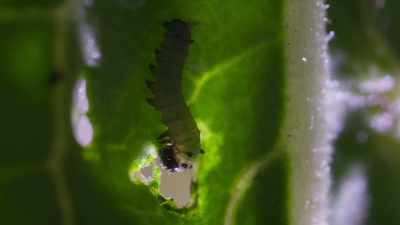 She gorges on the only
plant she can eat. - The Secret Lives of Animals