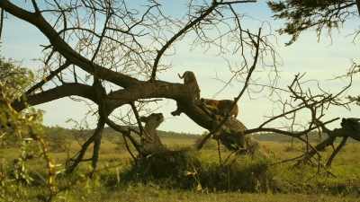SHE GROWLS - Serengeti