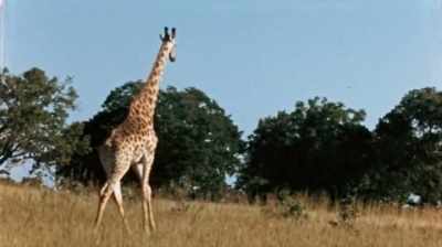 She had herself - The Woman Who Loves Giraffes