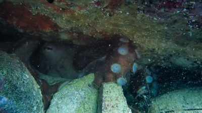 She initially adopted the same method
to crab hunting with lobster. - My Octopus Teacher