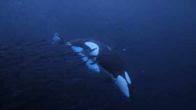 ''She instructs her sister to go below'' - Secrets of the Whales