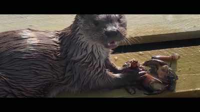 She was just a bag of bones. - Billy & Molly: An Otter Love Story